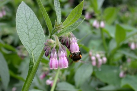 Russische smeerwortel Bokking 14 -  Comfrey - Sympathicum Uplandicum