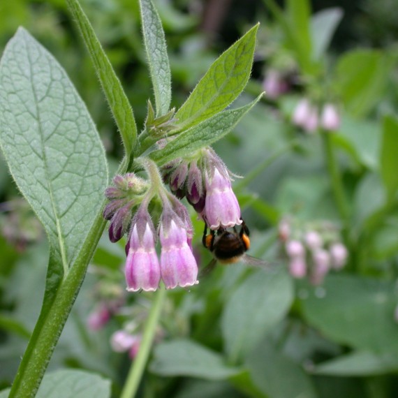 Russische smeerwortel Bokking 14 -  Comfrey - Sympathicum Uplandicum