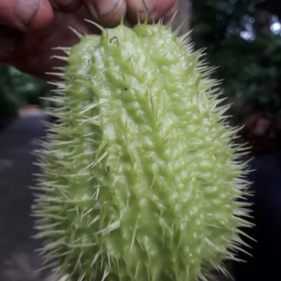 Chayote, grote gezonde opbrengst !